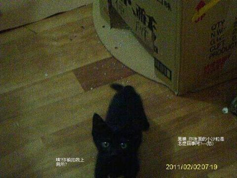 附加檔案: cat (14)-1.jpg